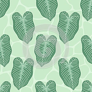 tropical plant caladium lindenii leaves seamless pattern