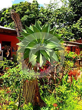 Tropical plant, Chapada dos Veadeiros, Vale da Lua