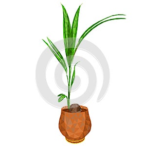 Tropical plant coconut palm in a pot low-polygon on a white background vector illustration editable hand draw