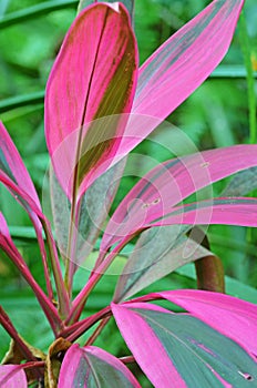 Tropical plant , Cordyline fruticosa , Sri Lanka