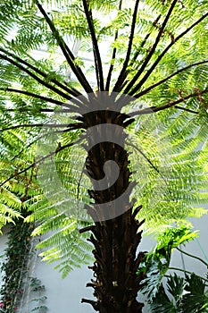 Cyathea spinulosa Tree fern photo