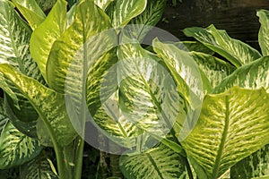 Tropical plant Dieffenbachia growing wild in the garden. Green plant in the garden. Fresh Green and White Leaf Background. Lush