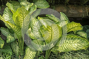 Tropical plant Dieffenbachia growing wild in the garden. Green plant in the garden. Fresh Green and White Leaf Background. Lush