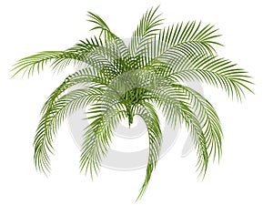 Tropical plant