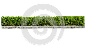 Tropical plant Flower shrub bush fence tree isolated on white with clipping path