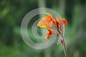 Tropical plant flowers and green leaves. Red and Yellow Colored Tulip Flower  on Natural Background.