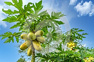 Tropical plant golden papaya