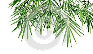Tropical plant green bamboo leaves isolated on white background, nature backdrop, clipping path