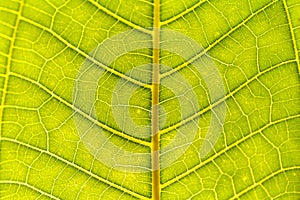 Tropical plant. Green leaves background. Leaf texture