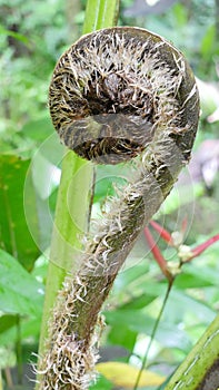 Tropical plant growing in the islands of Hawaii.