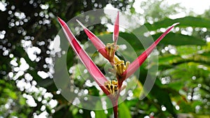 Tropical plant growing in the islands of Hawaii.