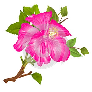 Tropical plant hibiscus pink  flower stem   on a white background  watercolor vintage vector illustration editable hand draw