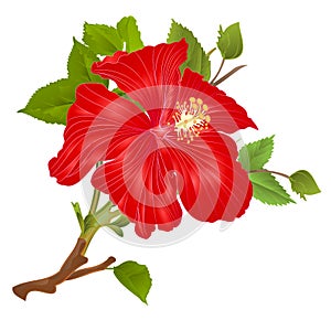 Tropical plant hibiscus red  flower stem   on a white background  watercolor vintage vector illustration editable hand draw