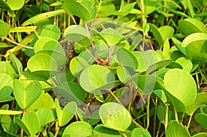 Tropical plant , Ipomoea pes-caprae , Sri Lanka photo