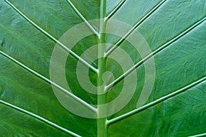 Tropical plant leaf macro - plant leaves closeup -