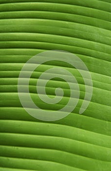 Tropical plant leaf texture