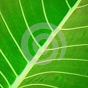 Tropical plant leaf