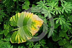 Tropical plant leaves abstract