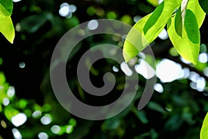 Tropical plant with leaves branches and sunlight on dark background