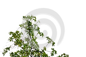 Tropical plant leaves with branches and sunlight on white isolated background for green foliage backdrop