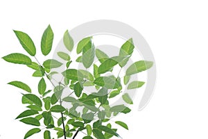 A Tropical plant with leaves branches and sunlight, on white isolated background for green foliage backdrop