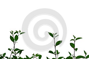 Tropical plant leaves with branches on white isolated background for green foliage backdrop