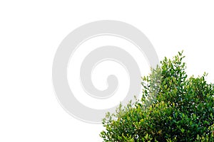 Tropical plant leaves with branches on white isolated background for green foliage backdrop