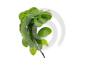 Tropical plant leaves with branches on white isolated background for green foliage backdrop