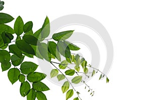 A tropical plant with leaves branches on white isolated background for green foliage backdrop