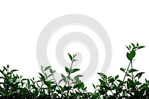 Tropical plant leaves with branches on white isolated background for green foliage backdrop