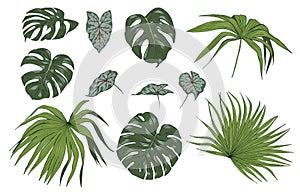 Tropical plant leaves, color set