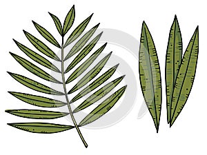 Tropical plant leaves set. Color image on a white background. Isolated objects