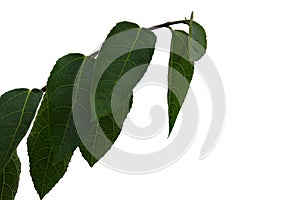 Tropical plant leaves with twigs on white isolated background for green foliage backdrop