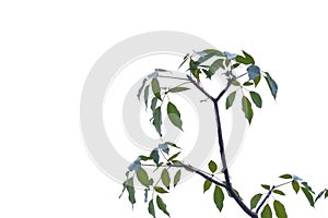 Tropical plant leaves with twigs on white isolated background for green foliage backdrop