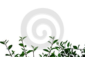 Tropical plant leaves with twigs on white isolated background for green foliage backdrop