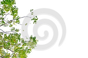 Tropical plant leaves on white isolated background for green foliage backdrop