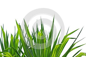 Tropical plant with leaves on white isolated background For green foliage backdrop