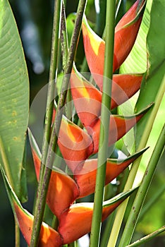 Tropical plant photo
