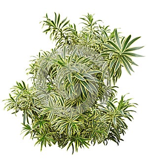 Tropical plant with lush green foliage photo