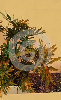 Tropical plant near wall in closeup photo