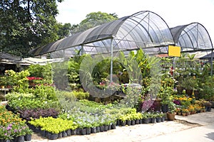 Tropical Plant Nursery photo