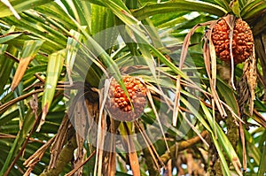 Tropical plant , Padang , Pandanus odorifer , Sri Lanka