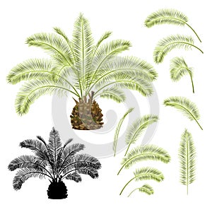 Tropical plant Palmae Phoenix canariensis date palm Arecaceae and leaves and silhouette on a white background vintage vector illus photo