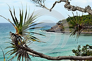 Tropical plant Pandanus tectorius at Noosa National Park photo