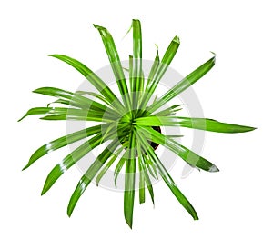 Tropical plant Pandanus tree, Palm Pandan a potted plant isolated over white, top view