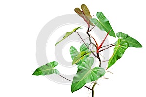 Tropical Plant of Philodendron Isolated on White Background