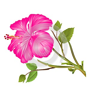 Tropical plant  pink hibiscus  flower stem   on a white background  watercolor vintage vector illustration editable hand draw