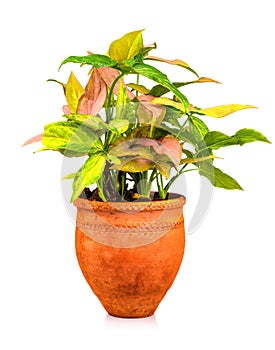 Tropical plant planted on a red clay pot