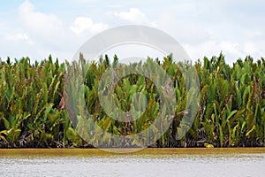 Tropical plant at riverbank of Kinabatangan River , Borneo , Malaysia