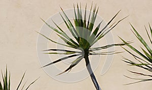 Tropical Plant, Tan Neutral Background photo